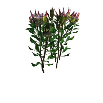 Flower Protea King3